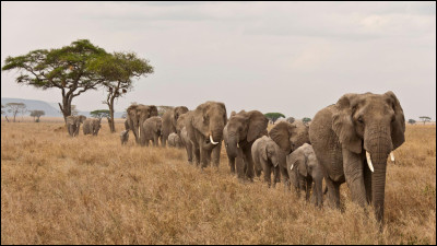 Caractéristique : Lequel de ces éléments ne permet pas de distinguer les éléphants d'Asie des éléphants d'Afrique ?