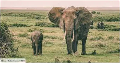 Caract&eacute;ristique : Quelle est la dur&eacute;e de gestation des &eacute;l&eacute;phants ?