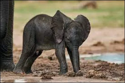 Caract&eacute;ristique : Quel est le poids d'un &eacute;l&eacute;phanteau &agrave; la naissance ?