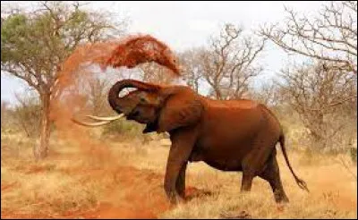 G&eacute;ographie : Dans lequel de ces pays ne trouve-t-on pas d'&eacute;l&eacute;phants &agrave; l'&eacute;tat sauvage ?