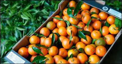 Que contiennent la plupart des clémentines ?