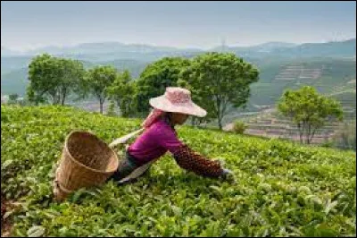 De quel pays est originaire le thé darjeeling ?