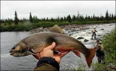 Le poisson s'appelant 'l'omble chevalier' se mange-t-il ?