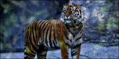 Personnalité : Quelle personnalité politique était surnommée " Le Tigre " ?