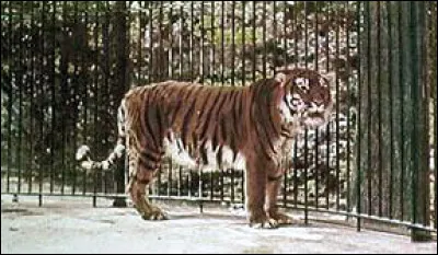 Espèce : Parmi ces sous-espèces de tigres, laquelle n'est pas une espèce éteinte aujourd'hui ?