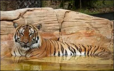 Caractéristique : Combien de personnes sont tuées chaque année par les tigres ?