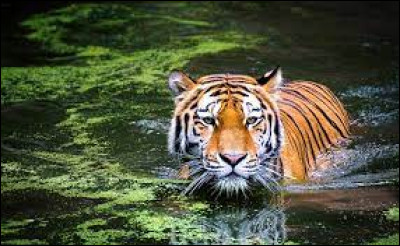 Géographie : Dans lequel de ces pays ne trouve-t-on pas de tigres à l'état sauvage ?