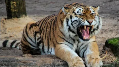 Espèce : Laquelle de ces espèces n'est pas une espèce de tigre ?