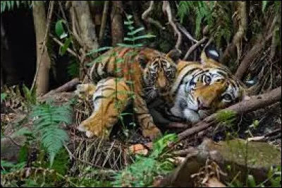 Caractéristique : Quel félin est plus grand que le tigre ?