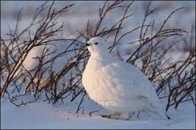 Quel est le nom de cet oiseau de montagne arborant un plumage blanc en hiver ?