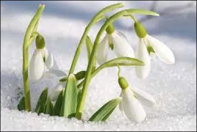 Quel est le nom de cette fleur ?