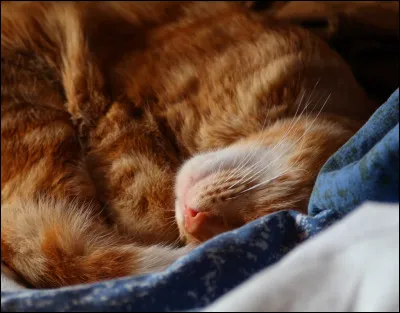 Léa t'attrape par la peau du cou et t'emmène dans la chambre. Puis. Elle te pose sur le lit, te met une petite couverture sur le dos et dit "allez. C'est l'heure de dormir !" Léa éteint la lumière et se glisse dans la couverture.