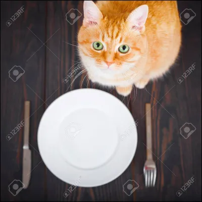 Puis elle finit de pleurer et dit "allez... courage Léa !" Et puis vous rentrez chez elle... l'appartement est un peu petit mais très accueillant ! 
Léa : "bon. C'est l'heure de manger. Je n'ai pas de croquettes pour toi alors tu mangeras de la nourriture pour humains !"