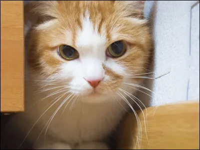 Puis il hurle "Hé les gars ! Y a un chat qui fout le bazar ! Attrapez-le !" Que fais-tu ?