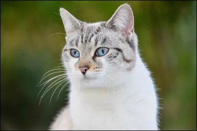 Puis le jour se lève et le policier stupide te lâche. Que fais-tu ?