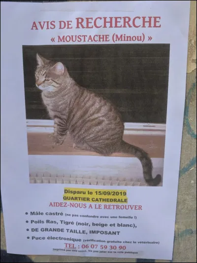 Puis tu décides de sortir. Tu vas te promener en ville et tu sens la brise du matin quand soudain tu vois une affiche avec une photo de toi. Il est écrit "chat perdu. Merci de me contacter". 
On dirait que ton maître t'a retrouvé !