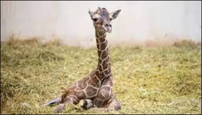 Caractéristique : Quelle information sur les girafons est inexacte ?