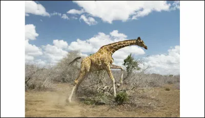 Culture : Quel pays a pour emblème la girafe ?