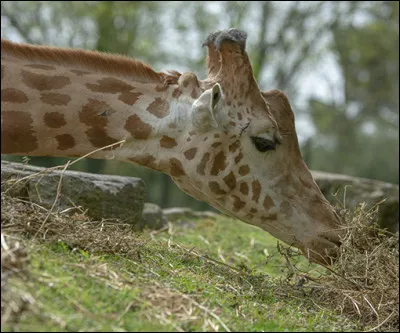 Caractéristique : Qu'est-ce que l'amble ?