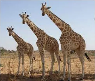 Culture : Quelle expression impliquant le mot "girafe" signifie : "faire un travail inutile, ou mieux encore, ne rien faire" ?