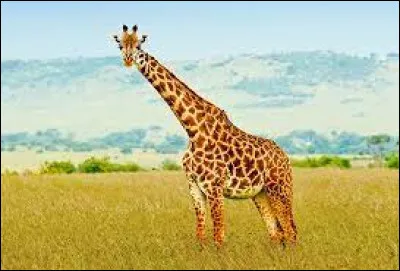 Caractéristique : À quoi servent les taches sur la robe des girafes ?