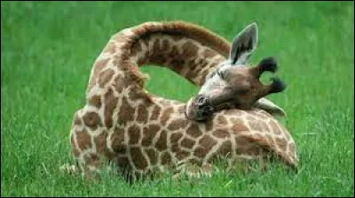 Mode de vie : Combien d'heures par jour dort une girafe ?