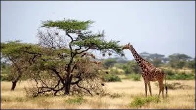 Caractéristique : Quelle est la taille maximale d'une girafe ?