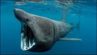 Esp&egrave;ce : Laquelle de ces esp&egrave;ces de requin n'est pas consid&eacute;r&eacute;e comme une esp&egrave;ce dangereuse ?