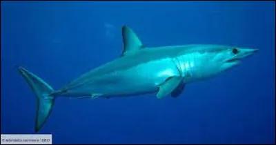 Caract&eacute;ristiques : Quelle distance peut parcourir le requin mako, en une heure ?