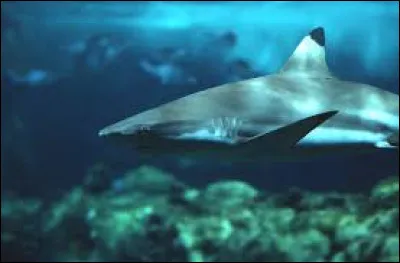 Culture : Pourquoi la peau de requin est-elle tr&egrave;s pris&eacute;e ?