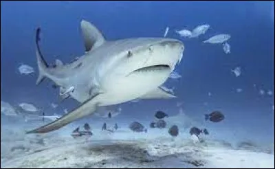 G&eacute;ographie : Quel requin peut vivre en eau douce ?