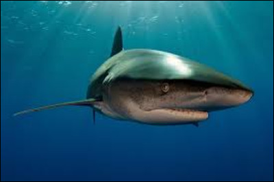 Espèce : Laquelle de ces espèces de requins n'existe pas ?