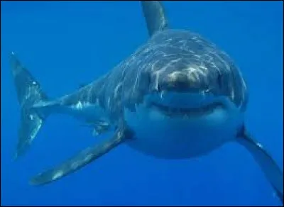 Caract&eacute;ristique : Quelle est l'esp&eacute;rance de vie du grand requin blanc ?
