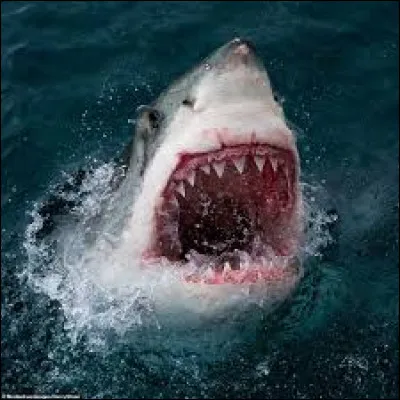 Art : Parmi ces propositions, lequel n'est pas un film de requins ?