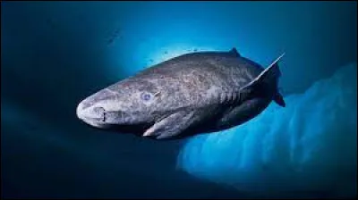 Caract&eacute;ristiques : Quelle est l'esp&eacute;rance de vie du requin de Groeland ?