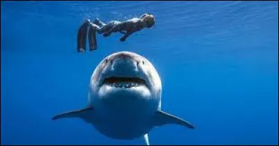 G&eacute;ographie : Quel pays enregistre le plus grand nombre d'attaques de requins (mortelles ou non) ?