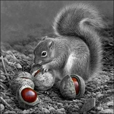 Quel est le nom de l'écureuil dont la fourrure était réputée pour produire le "vair" dont la haute-bourgeoisie profitait pour orner les parures vestimentaires ?