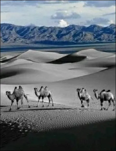 Quel désert concerne les pays : Arabie saoudite, Jordanie, Irak, Koweït, Qatar, Émirats arabes unis, Oman et Yémen ?