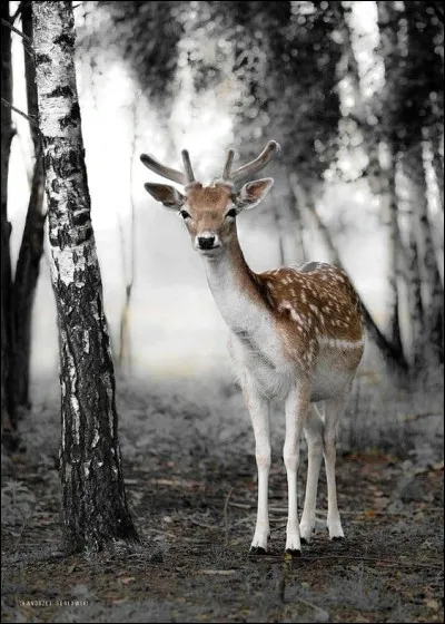 De quel animal le faon n'est-il pas le fils ?