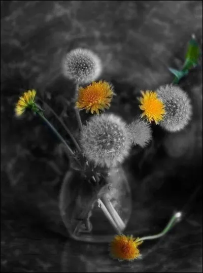 Quel est le surnom du pissenlit ?