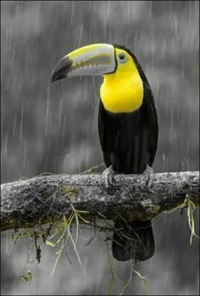 Dans quel dessin animé de Disney rencontre-t-on Zazu, un calao à bec rouge ?