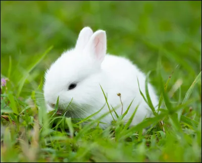 Comment dit-on "lapin" en anglais ?