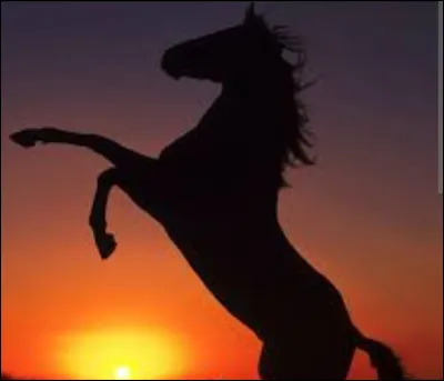 Comment dit-on "cheval" en anglais ?