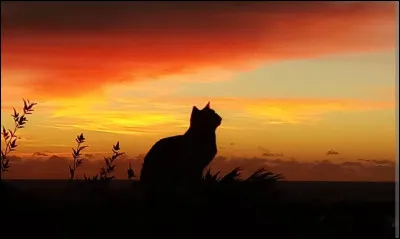 Comment dit-on "chat" en anglais ?