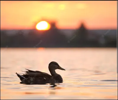 Comment dit-on "canard" en anglais ?