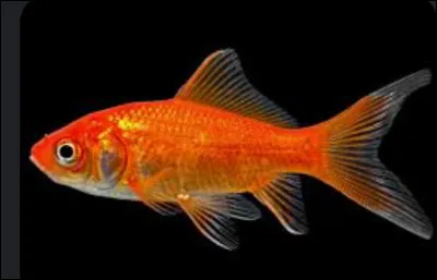 Comment dit-on "poisson" en anglais ?