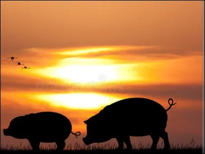 Comment dit-on "cochon" en anglais ?