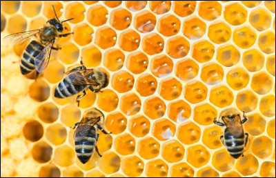 Avoir la trypophobie, c'est avoir...
(Attention, petit piège, ne vous fiez pas à 100% à l'image ci-dessus.)