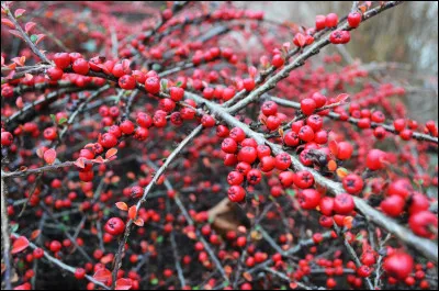 Terminons pour cette phase de mise au point avec une question piquante !
Quel est cet arbuste ?