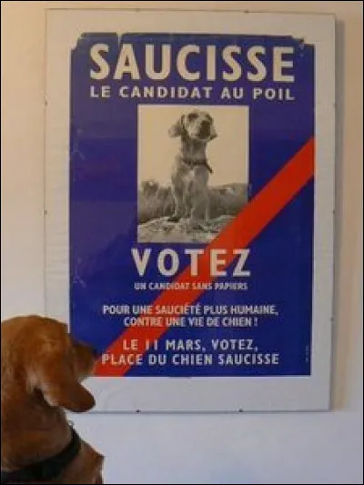 Insolite : Dans quelle ville française, Saucisse un adorable teckel s'est-il présenté aux éléctions municipales en 2001 ?